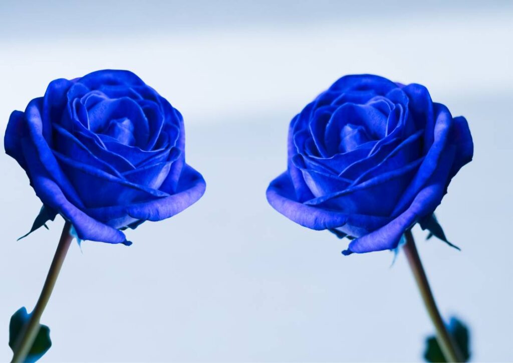 नीला गुलाब गुलाब फूल का फोटो