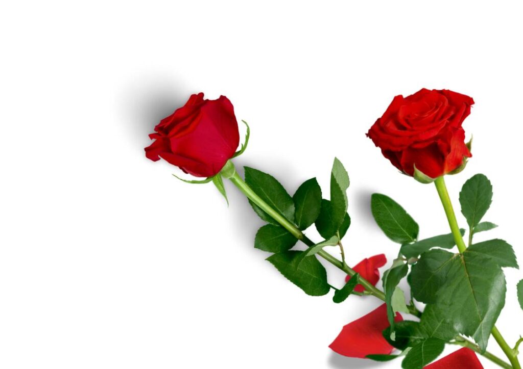 लाल गुलाब का फूल का फोटो